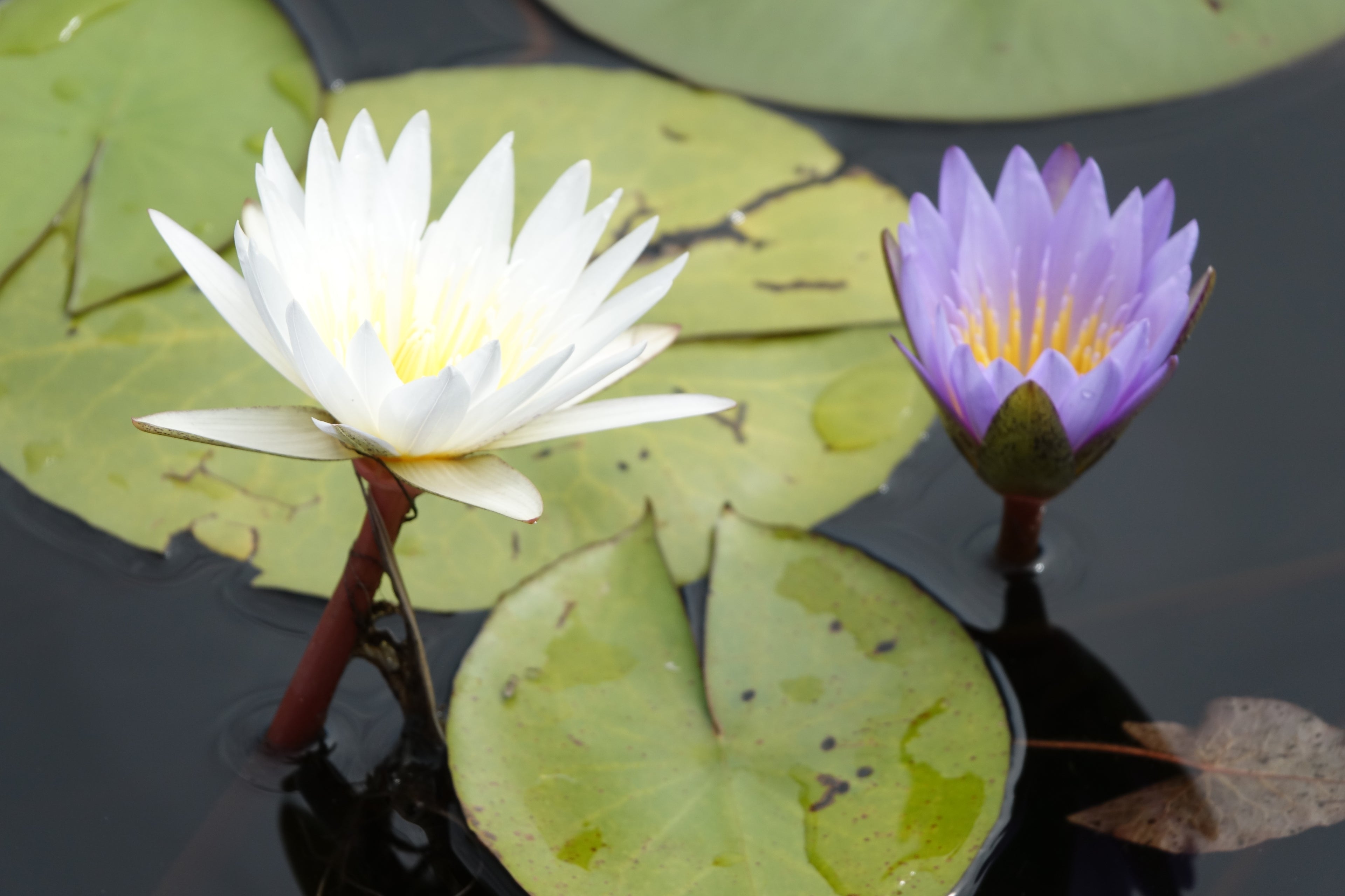 Duo de Nénuphars – Botswana