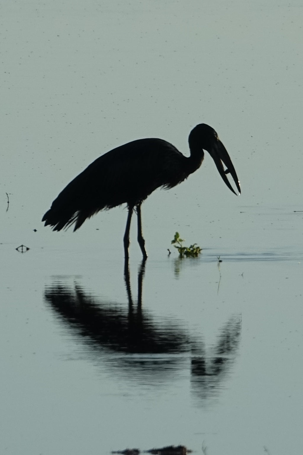 L’African Openbill – Botswana