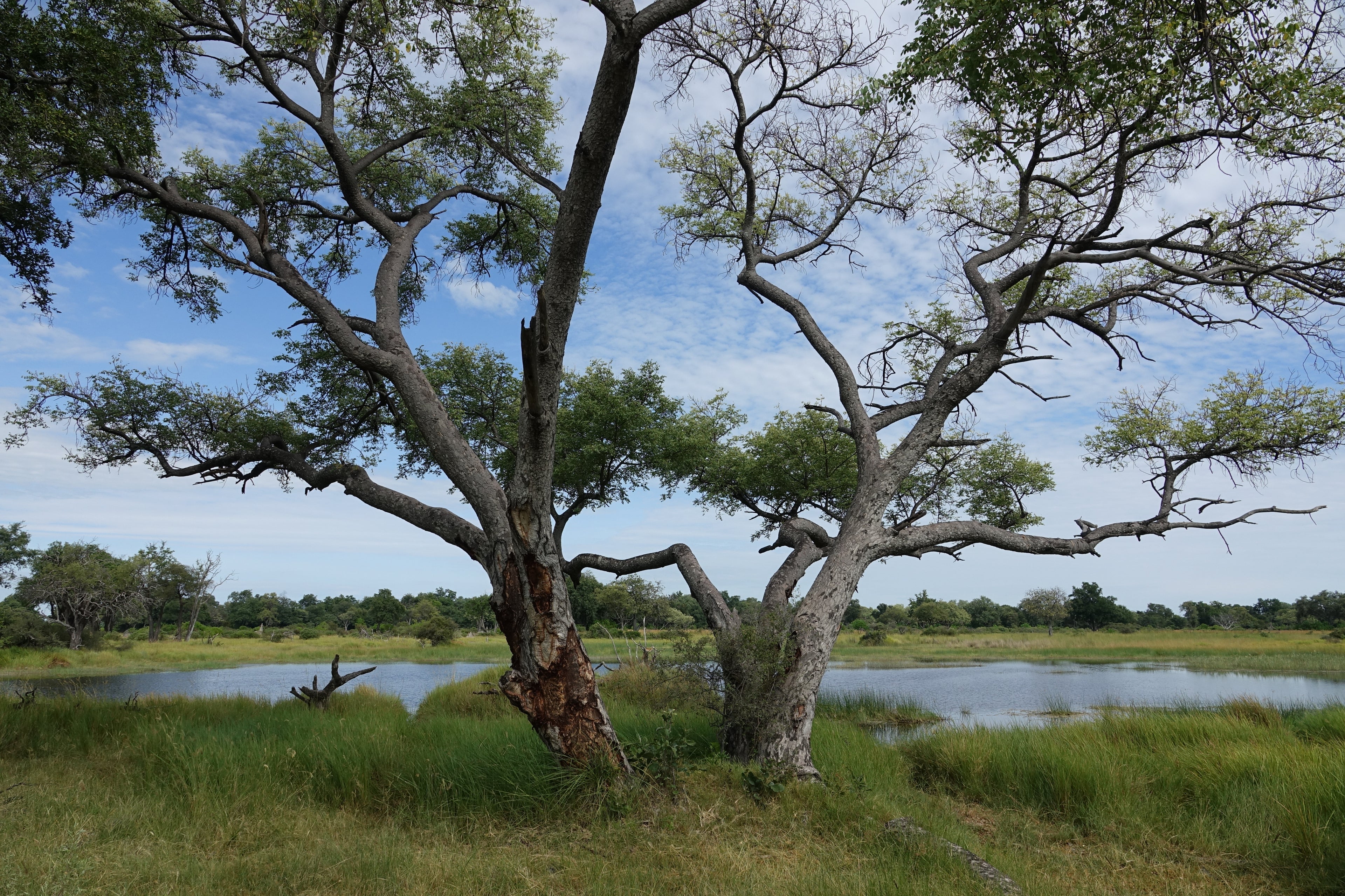 L'Arbre et l'Eau – Botswana