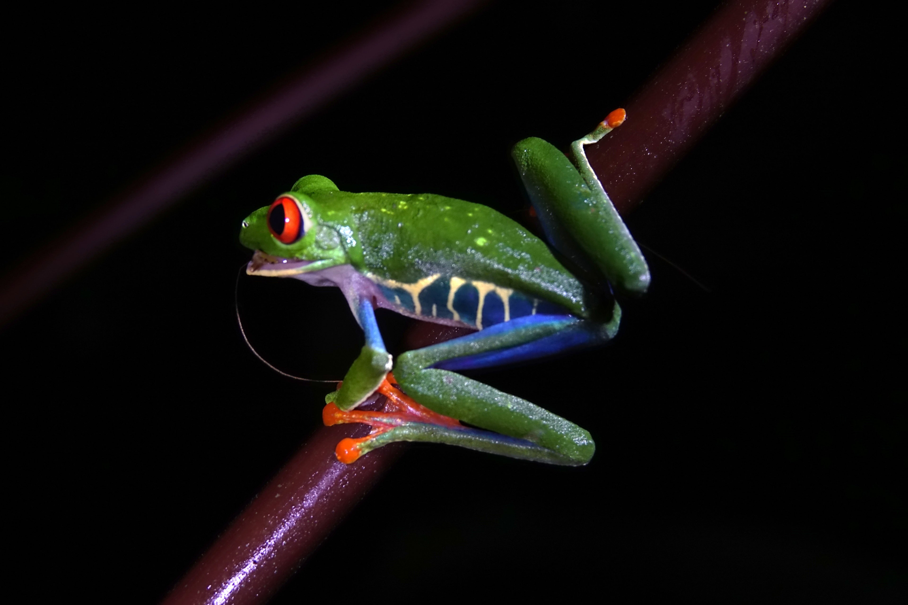 L’Éclat de la Nuit – Costa Rica