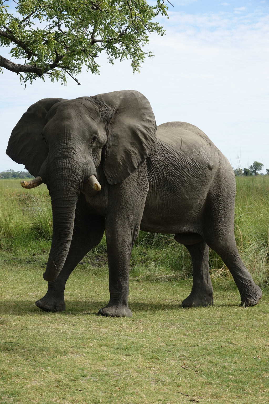 L’Éléphant du Delta – Botswana