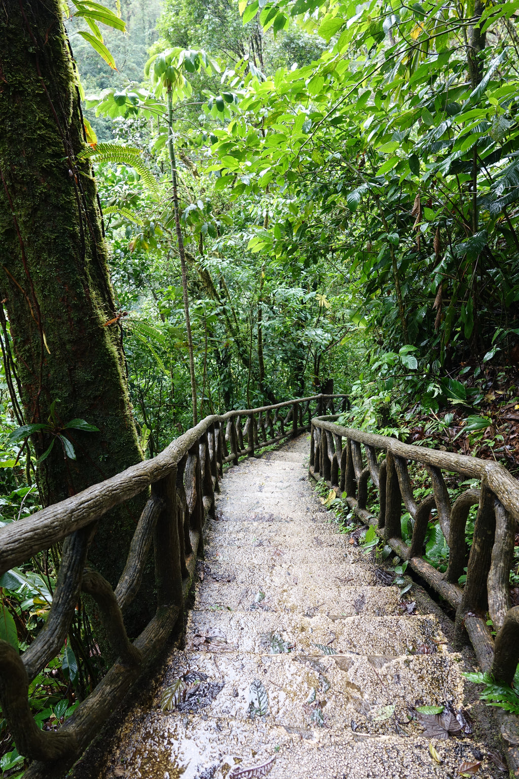 L’Escalier des Merveilles – Costa Rica