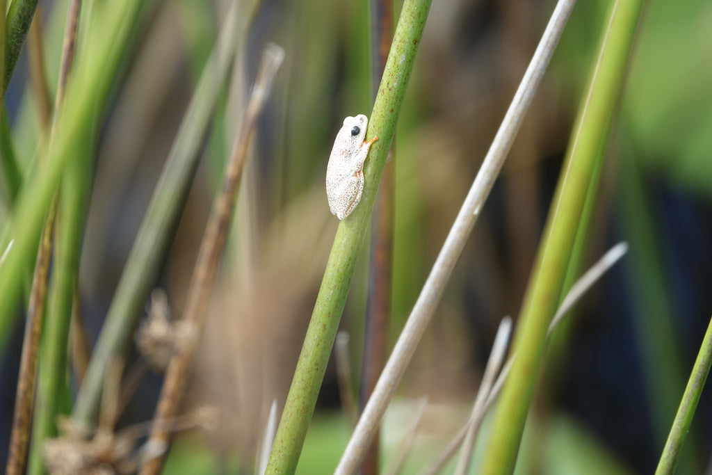 La Grenouille de l'Okavango – Botswana