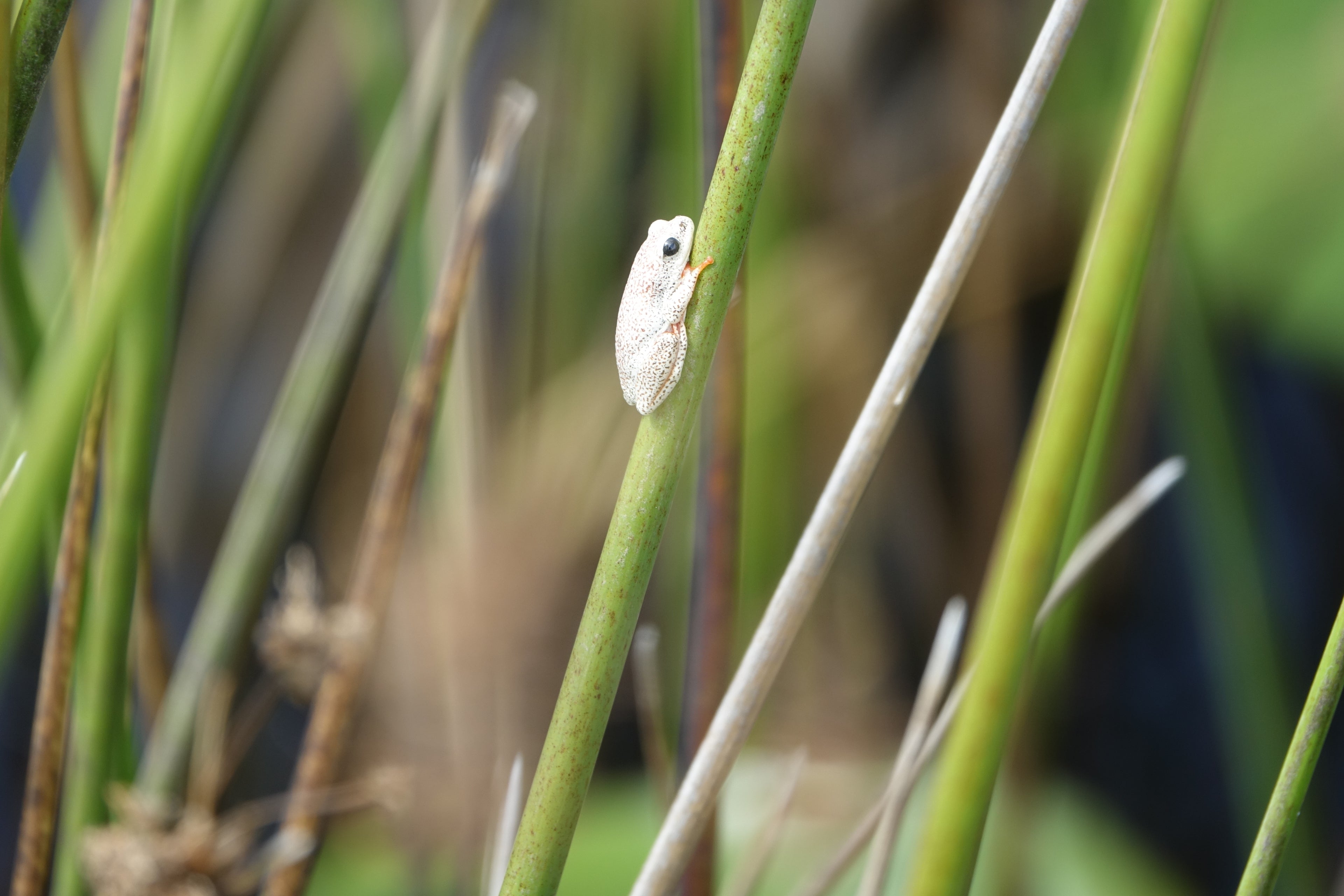 La Grenouille de l'Okavango – Botswana