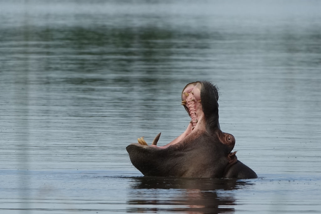 La Gueule de l’Hippopo – Botswana