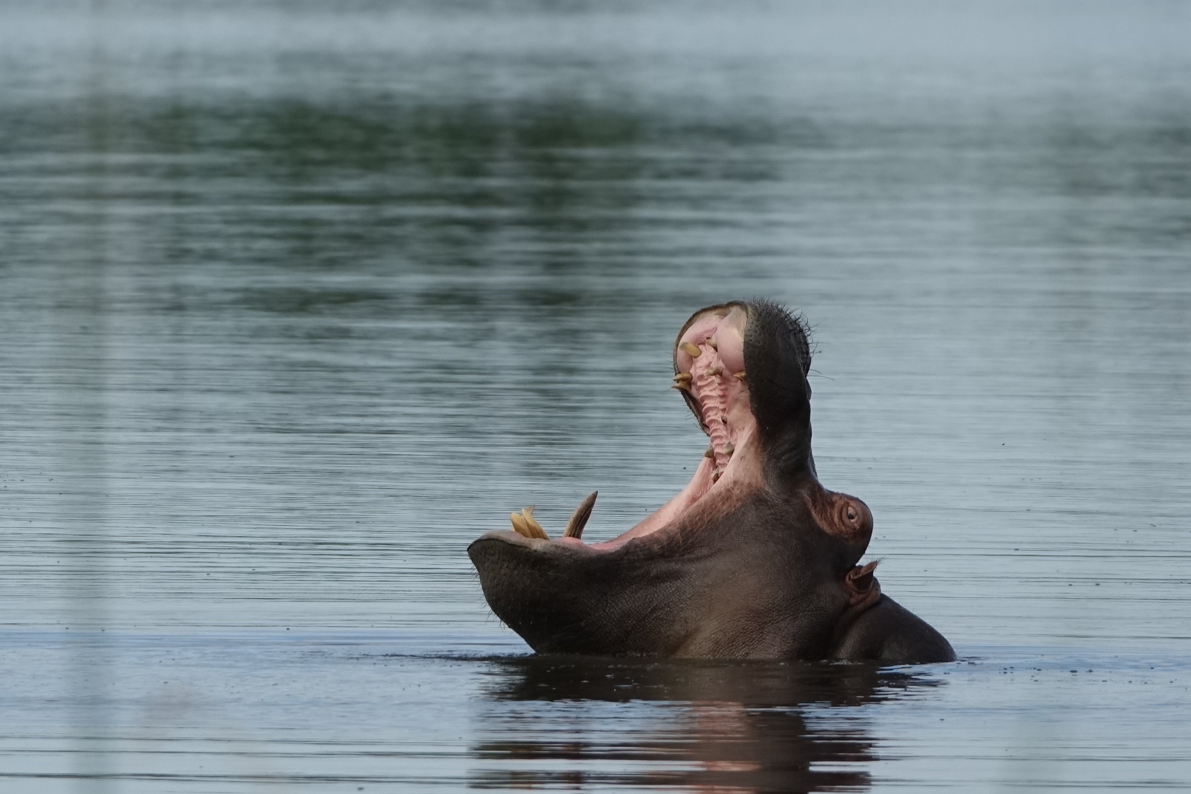 La Gueule de l’Hippopo – Botswana