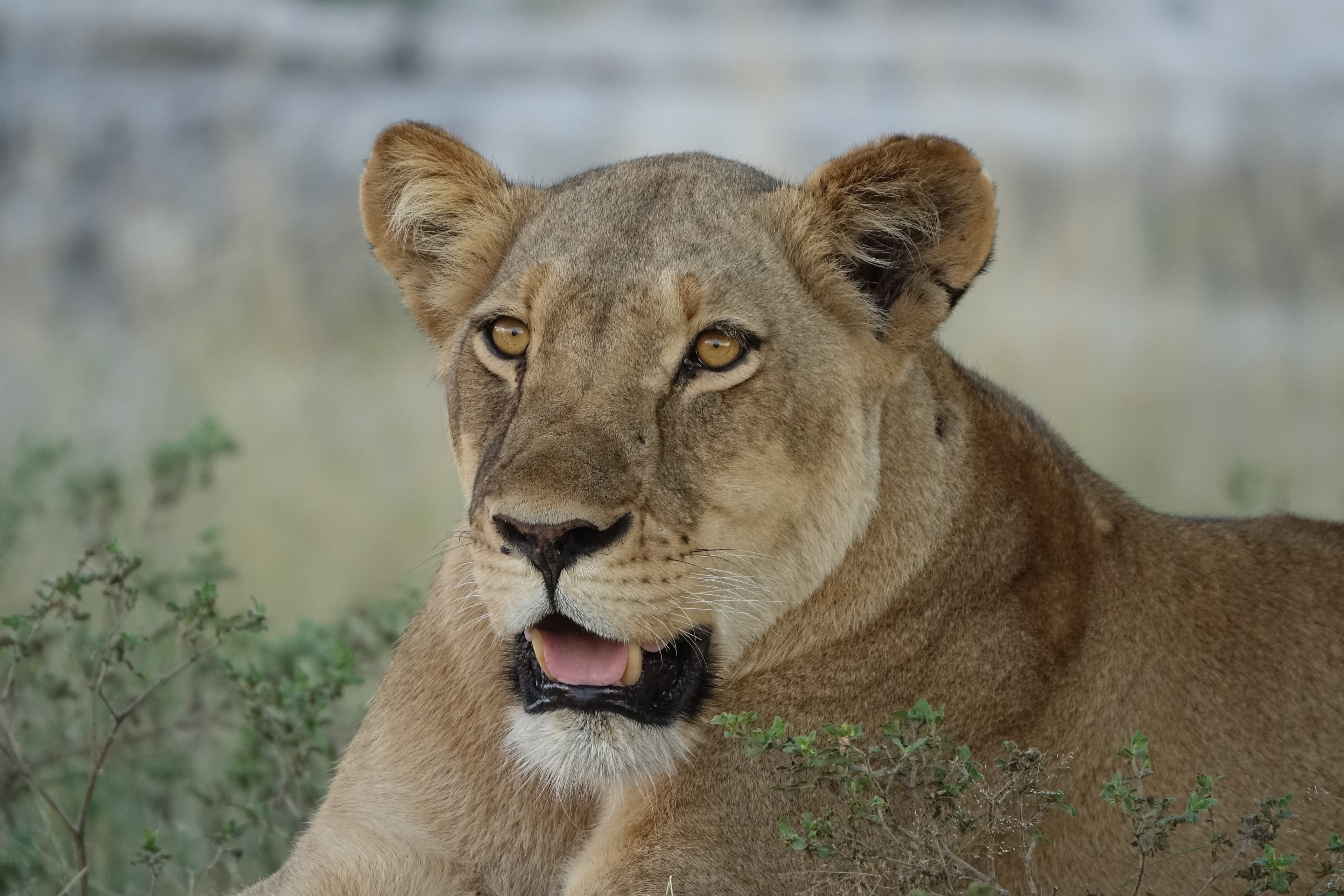 La lionne – Botswana