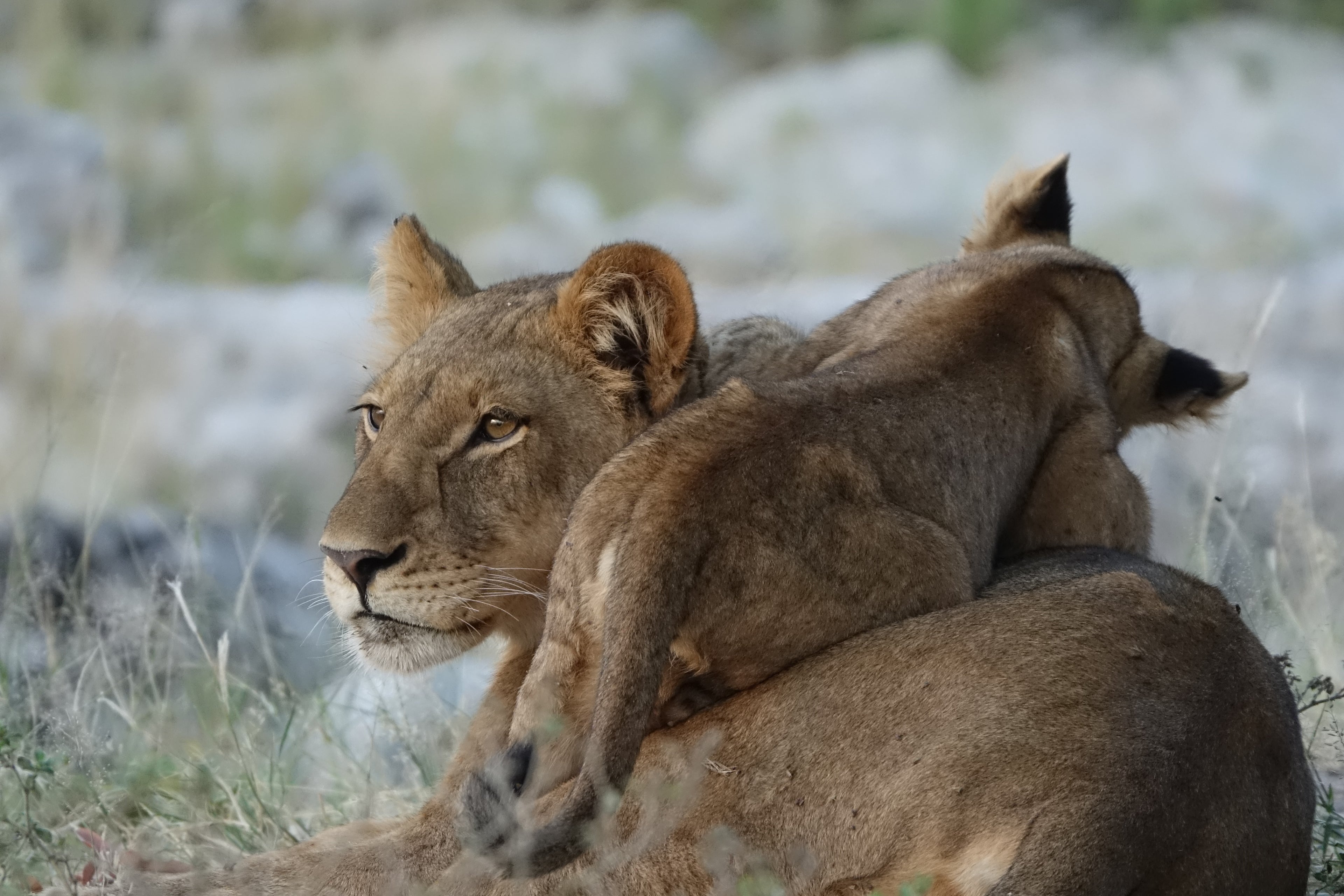 La Lionne et son petit – Botswana