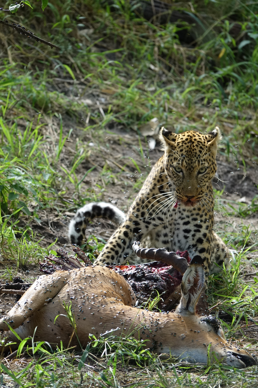 La Loi du Bush – Botswana