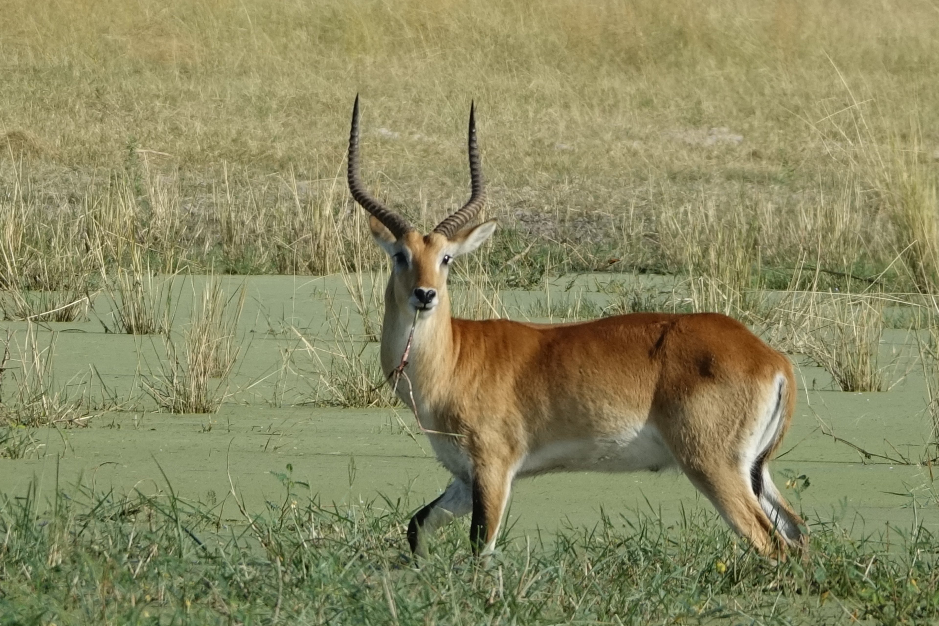 Le Cobe Lechwe – Botswana