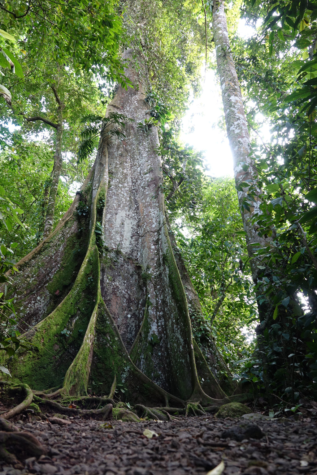 Le Gardien de la Forêt – Costa Rica