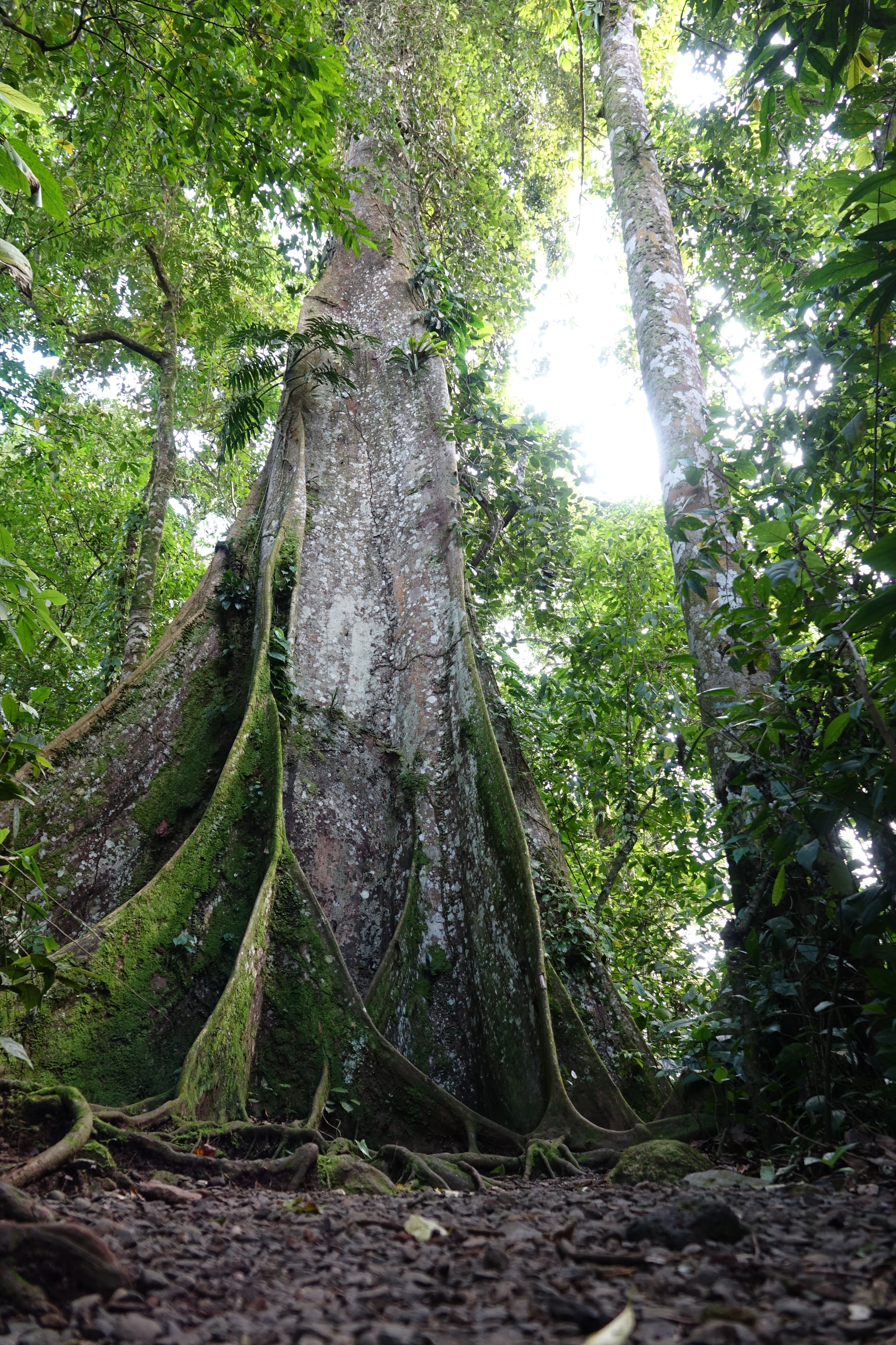 Le Gardien de la Forêt – Costa Rica