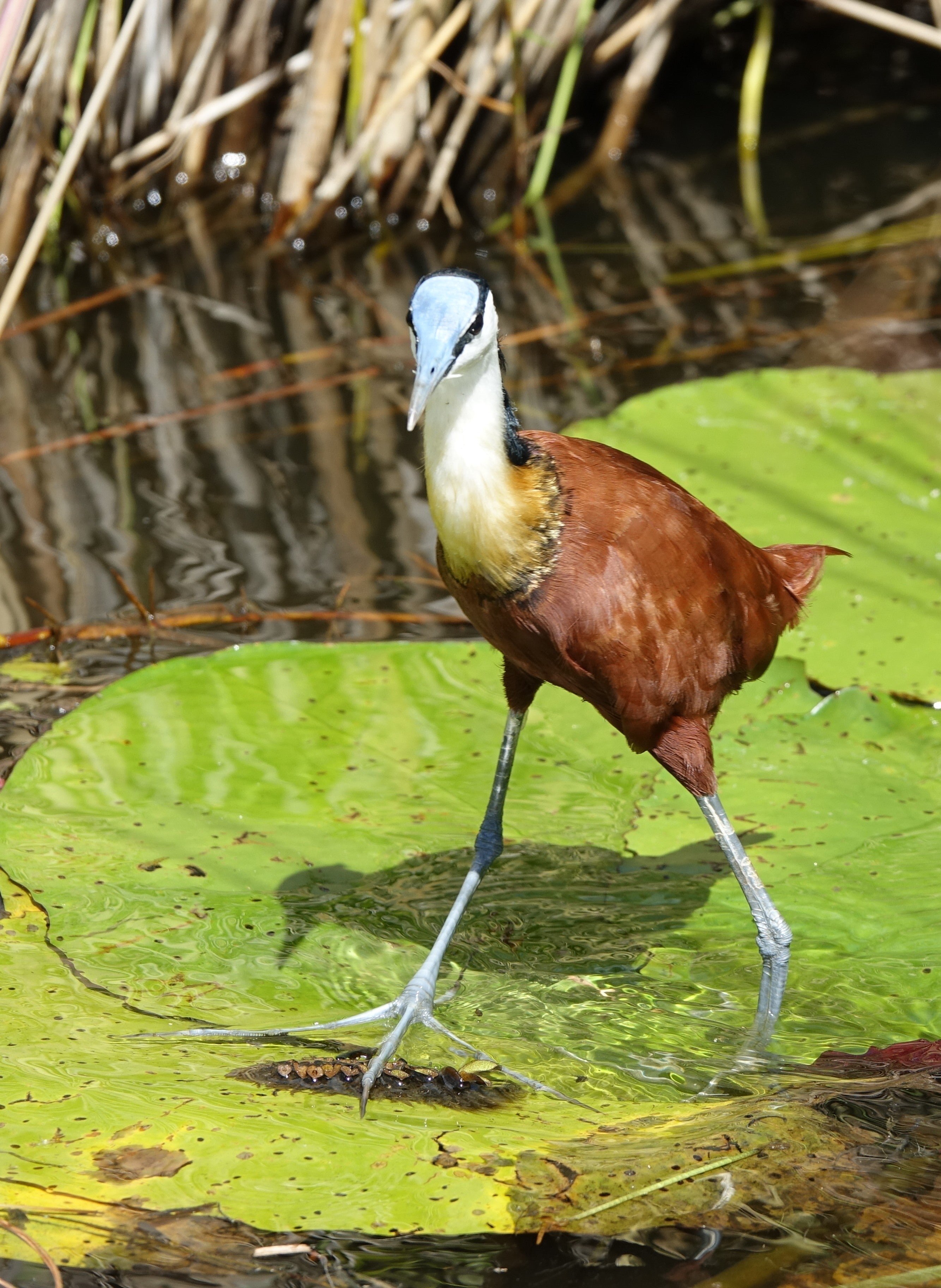 Le Jacana – Botswana