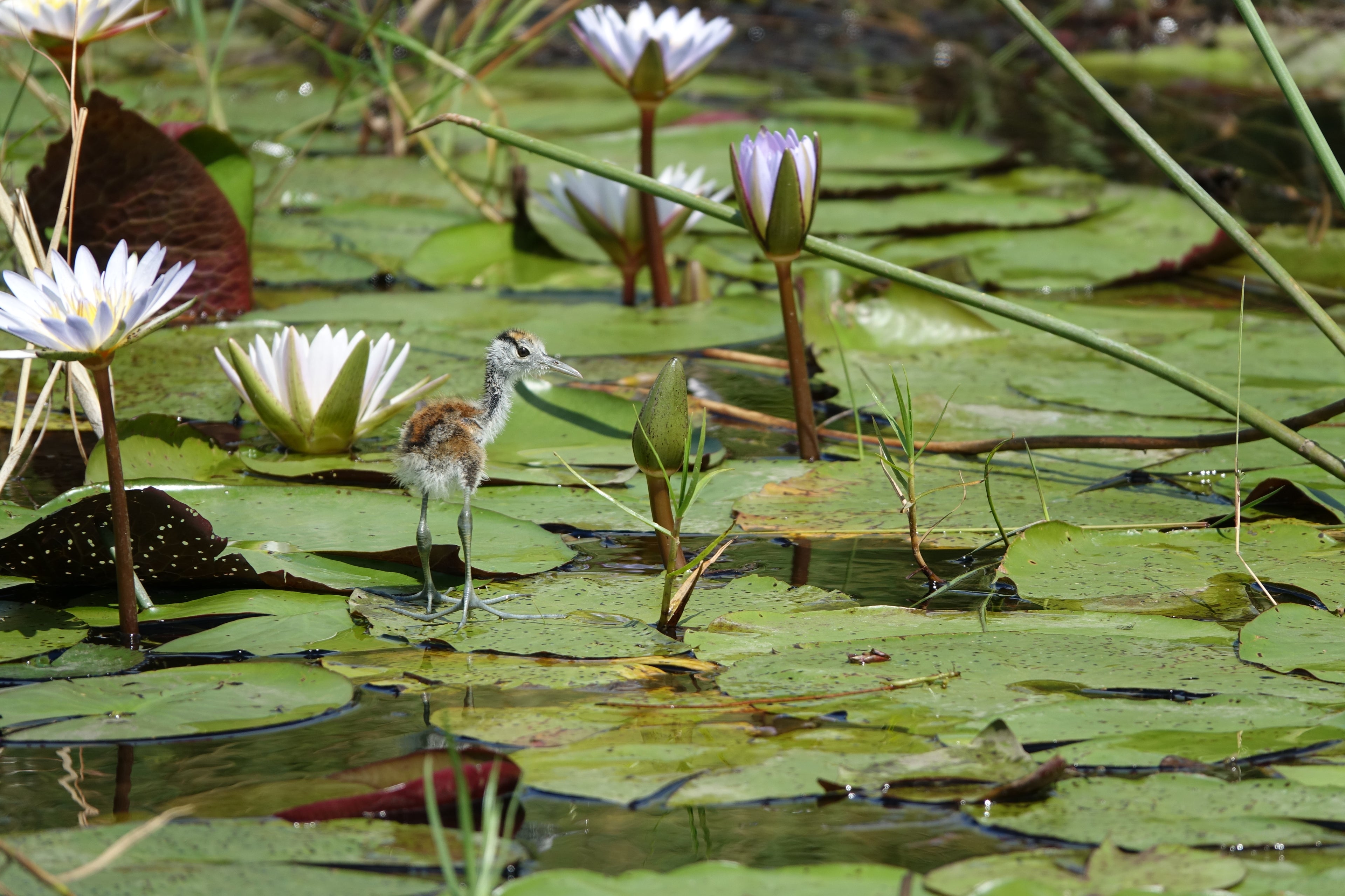 Le Jeune Jacana et ses Nénuphars - Botswana