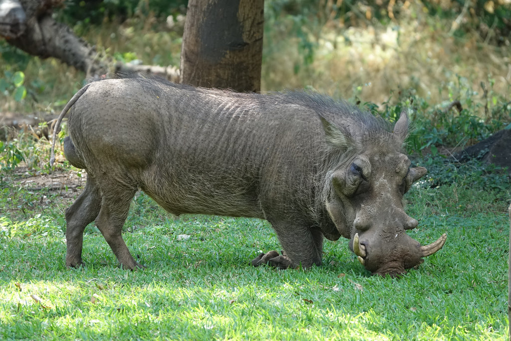 Le Pumba – Botswana