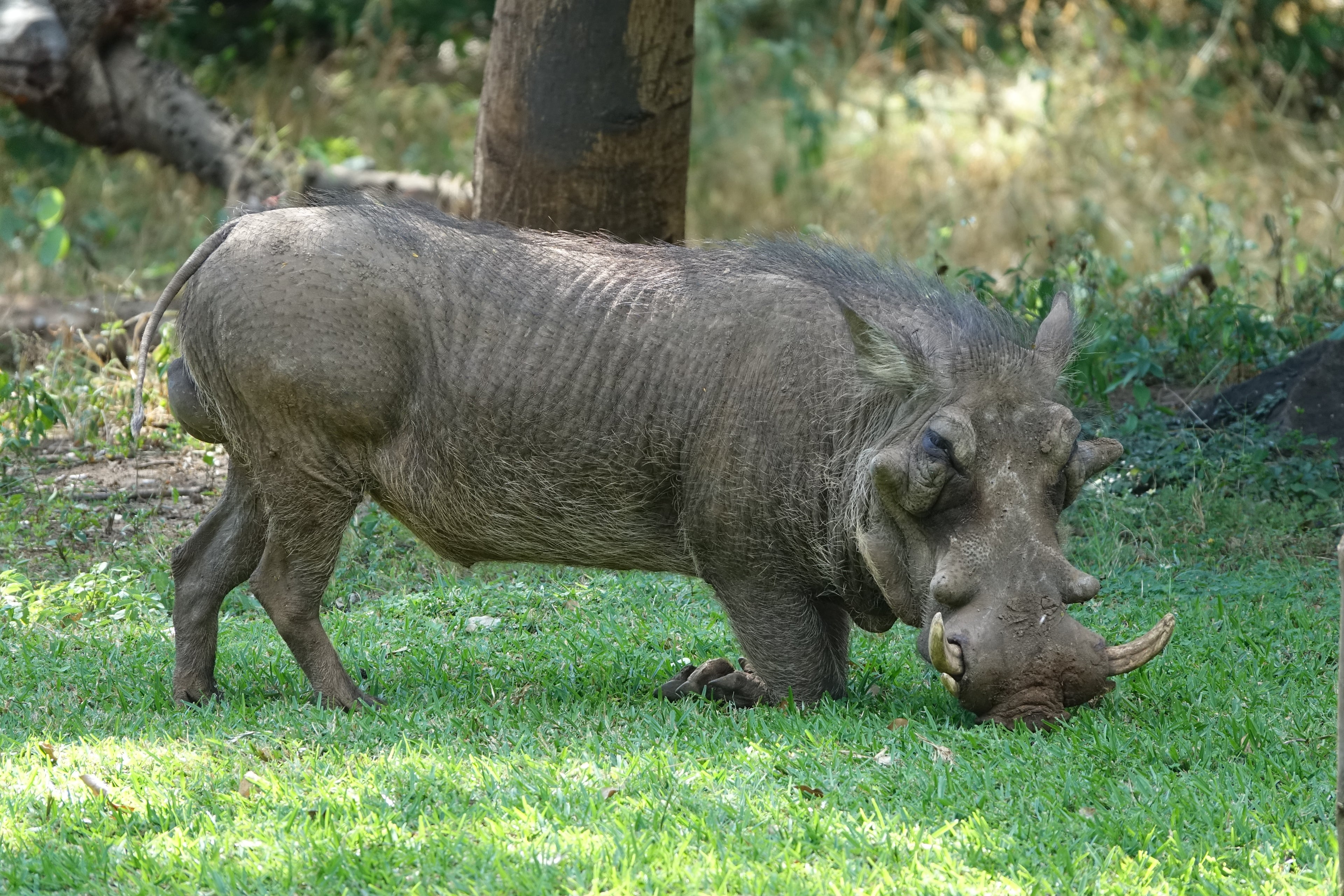 Le Pumba – Botswana