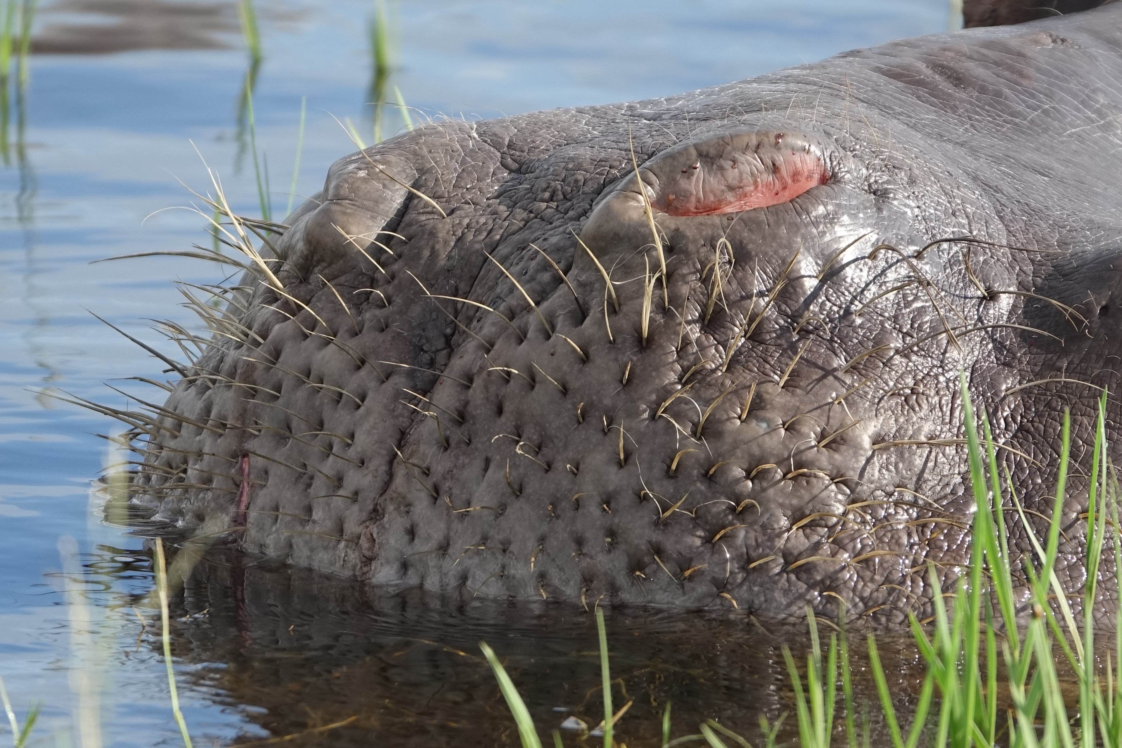 Le museau de l’Hippopo – Botswana