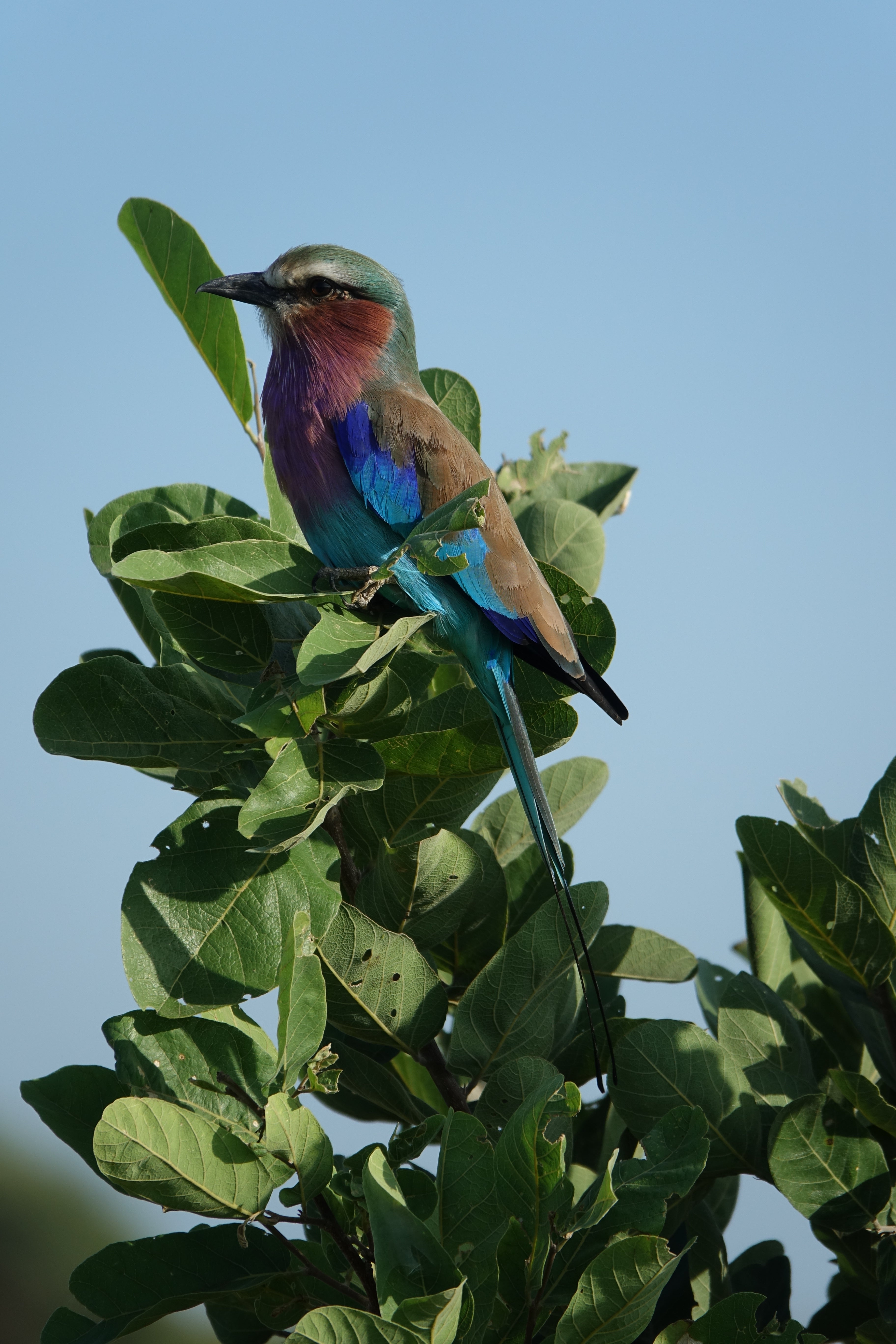 Le rollier à longs brins – Botswana