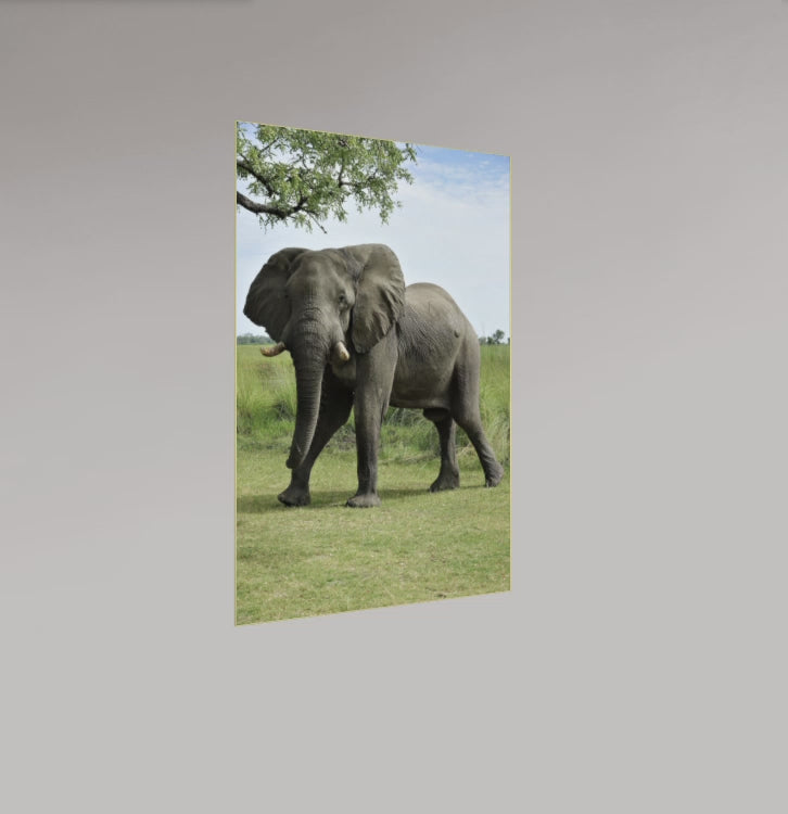 L’Éléphant du Delta – Botswana