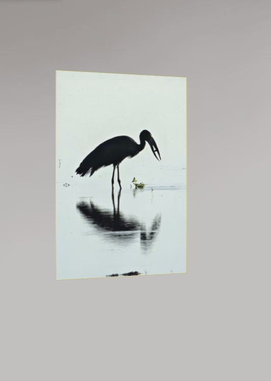 L’African Openbill – Botswana