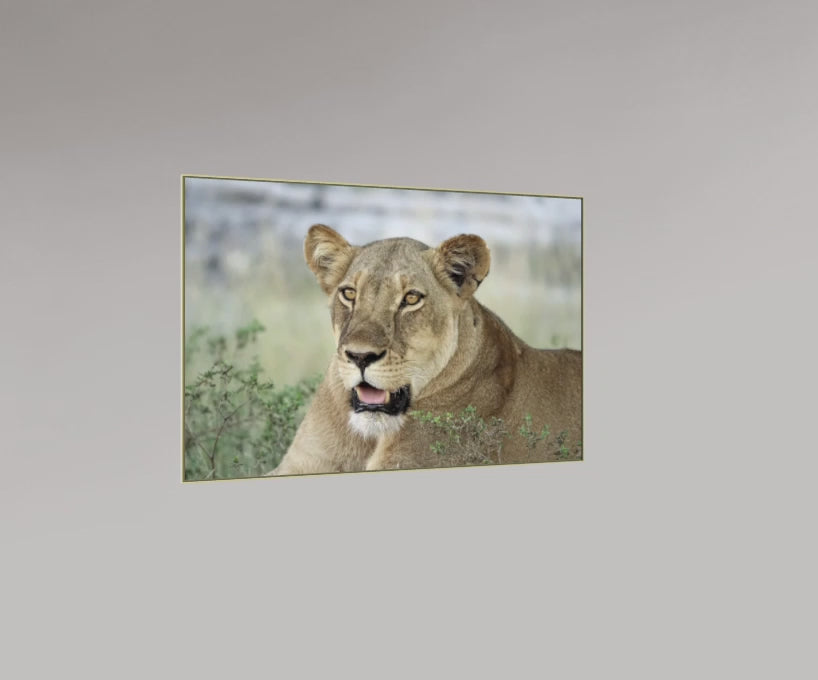 La lionne – Botswana