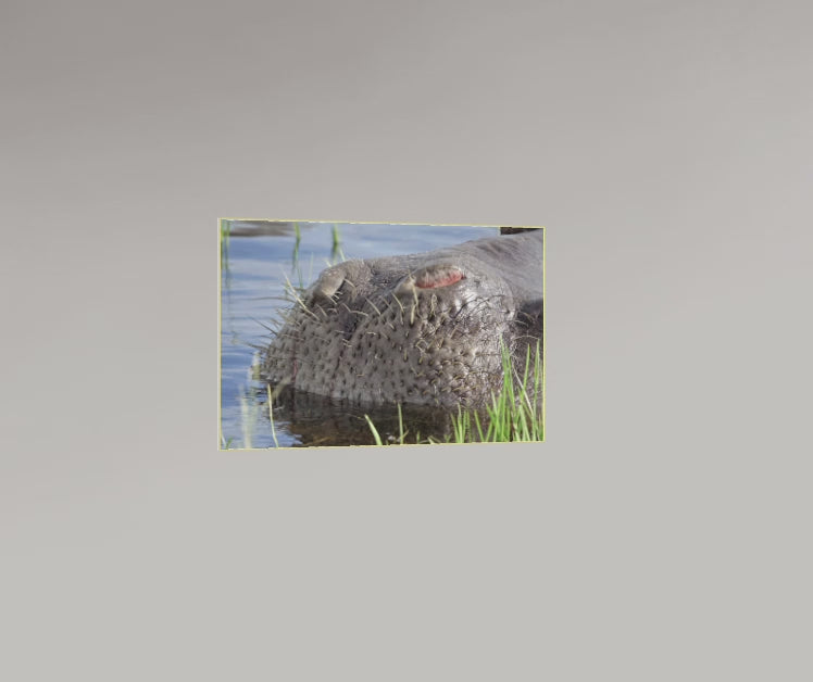 Le museau de l’Hippopo – Botswana