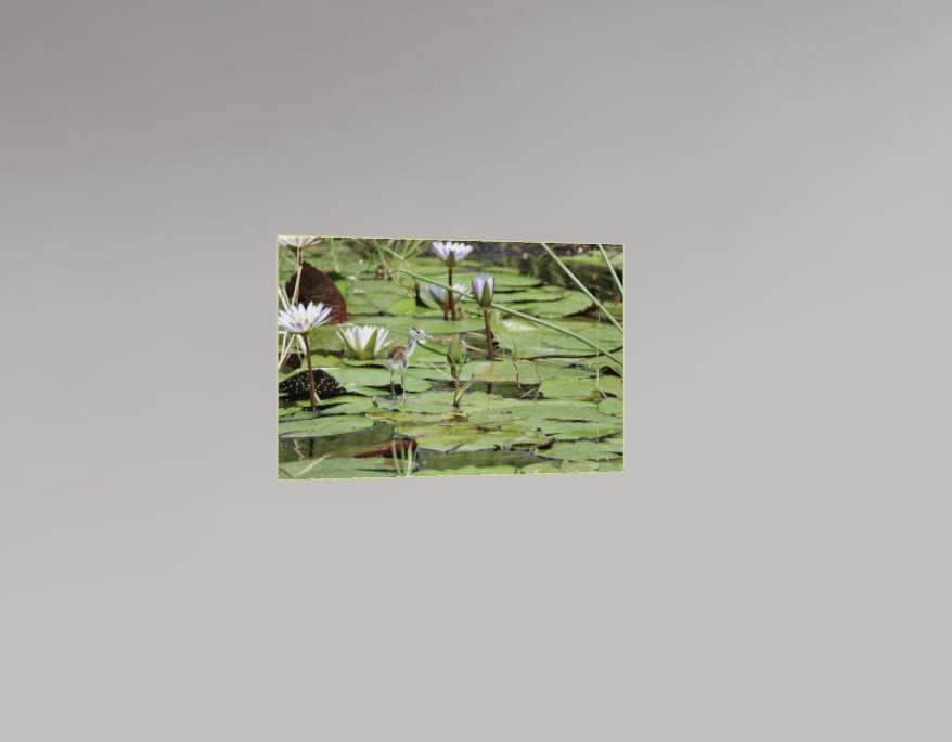 Le Jeune Jacana et ses Nénuphars - Botswana