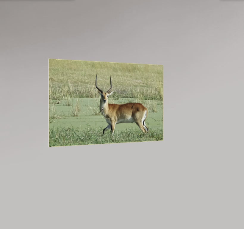 Le Cobe Lechwe – Botswana