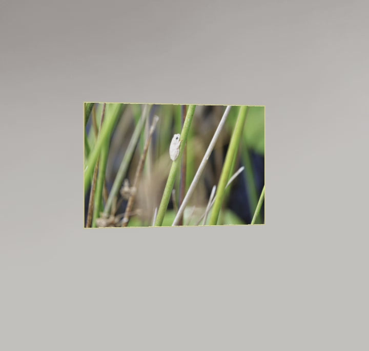 La Grenouille de l'Okavango – Botswana