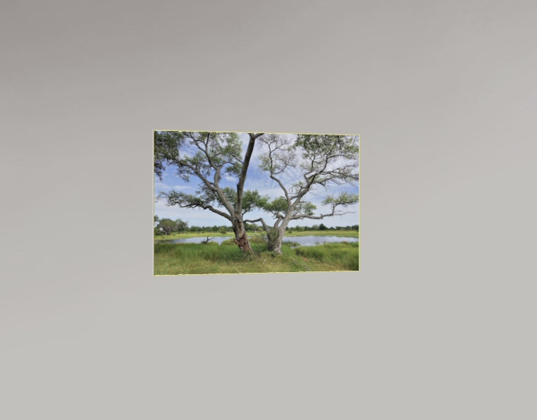 L'Arbre et l'Eau – Botswana