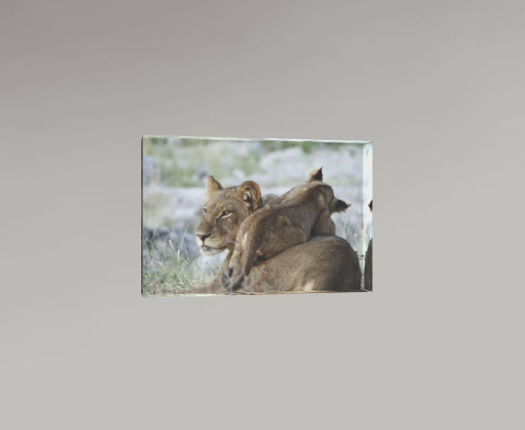 La Lionne et son petit – Botswana