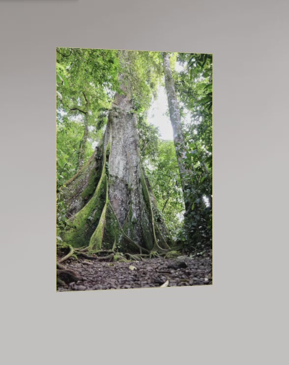 Le Gardien de la Forêt – Costa Rica