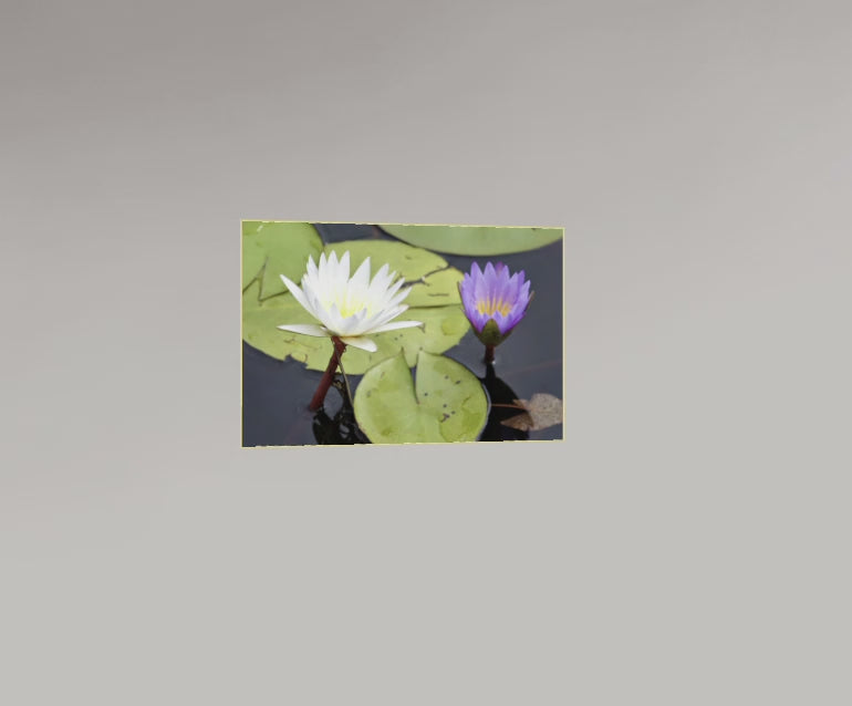 Duo de Nénuphars – Botswana